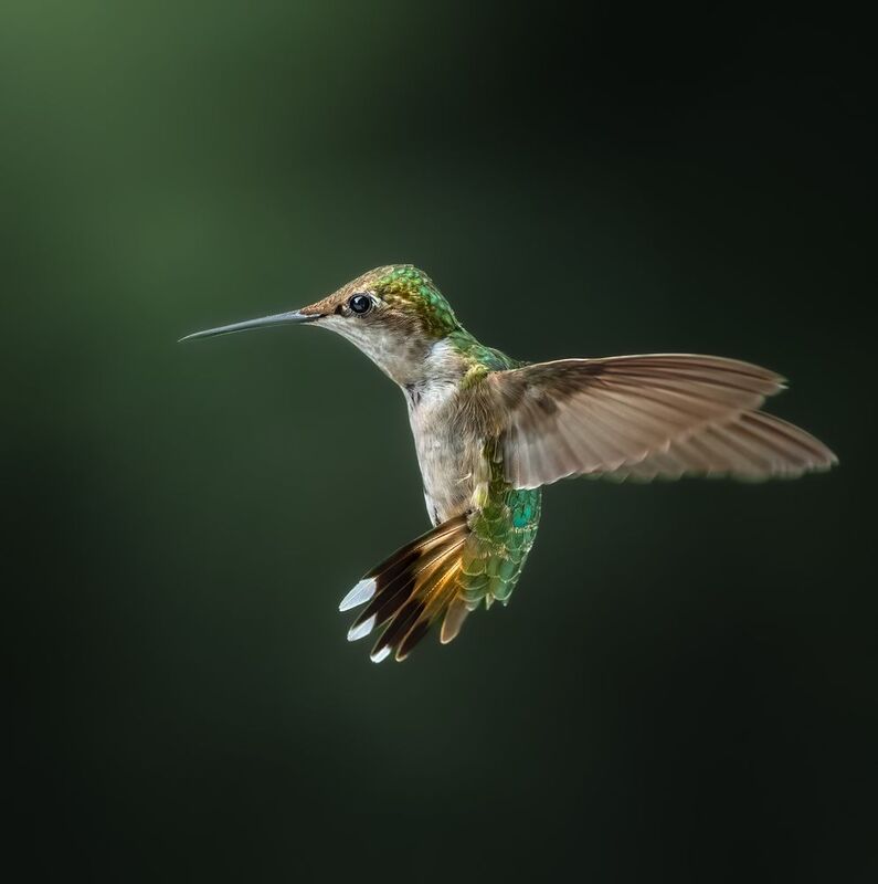 bird, humming, hummingbird, hummingbirds, hummer, rufous, nature, animals, wild, action, dynamic Glorious фото превью