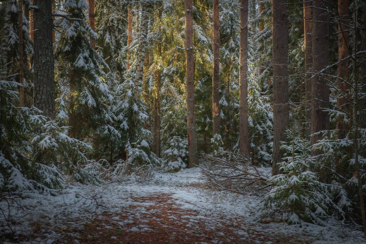лес зима свет снег первый чаща вязниковский р-он серково, Алексеев Дмитрий