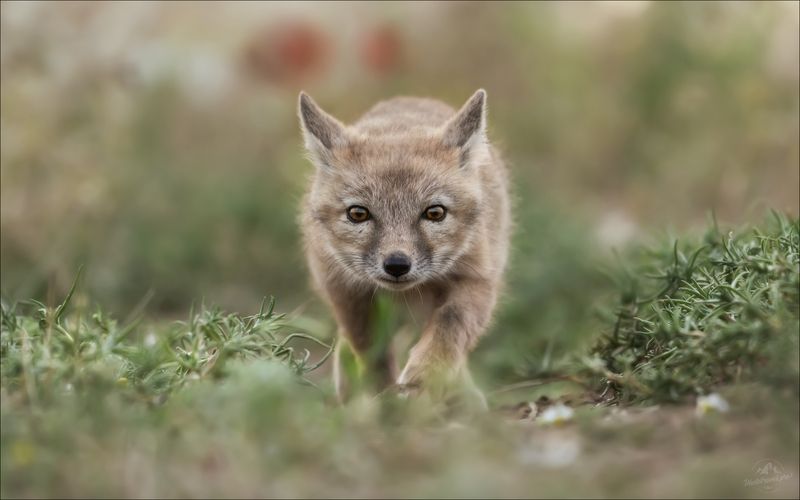 корсак, лиса, степная лиса, взрослый корсак, маныч,заповедник черные земли, корсачок, фото корсака, молодой корсак, степная лисица, vulpes corsac, калмыкия, черные земли,  корсачонок, корсачата, калмыцкий корсак, корсаки, vulpes corsac kalmykorum, Странник фото превью