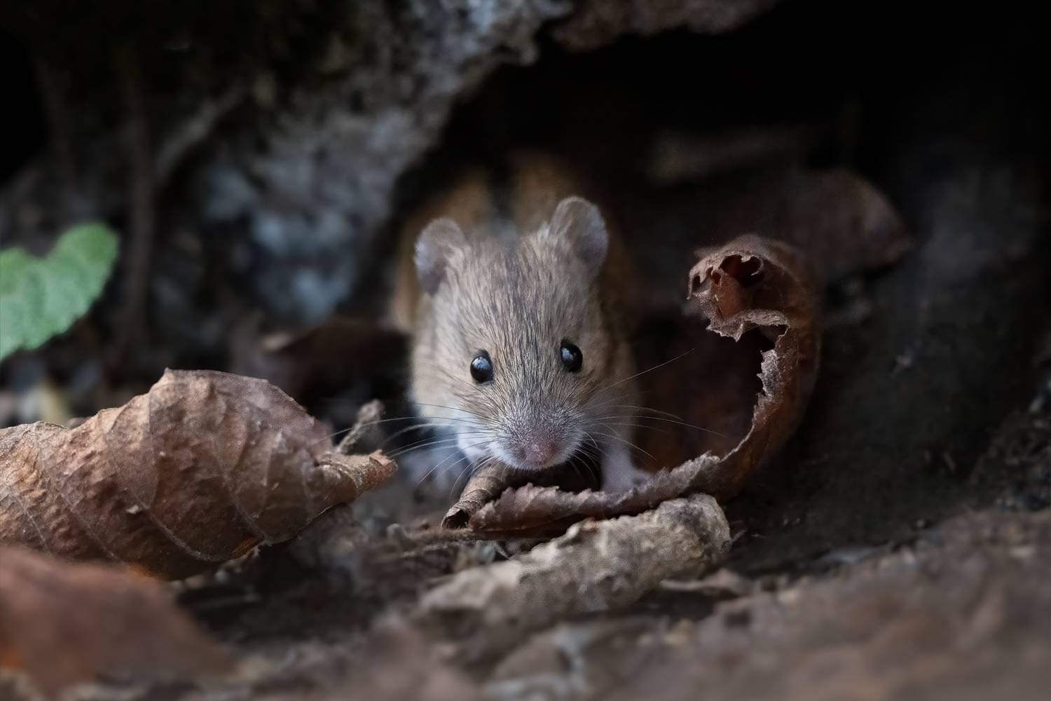 , Проценко Татьяна