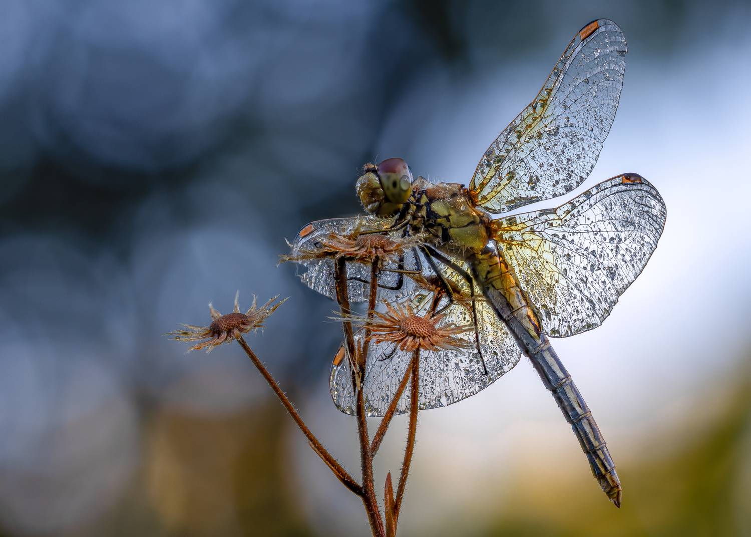 , Кузнецов Дмитрий