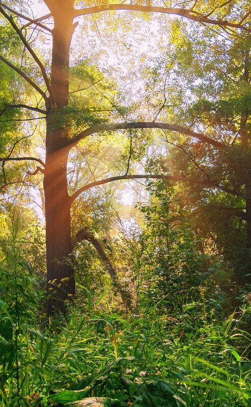 lightimpression фото превью