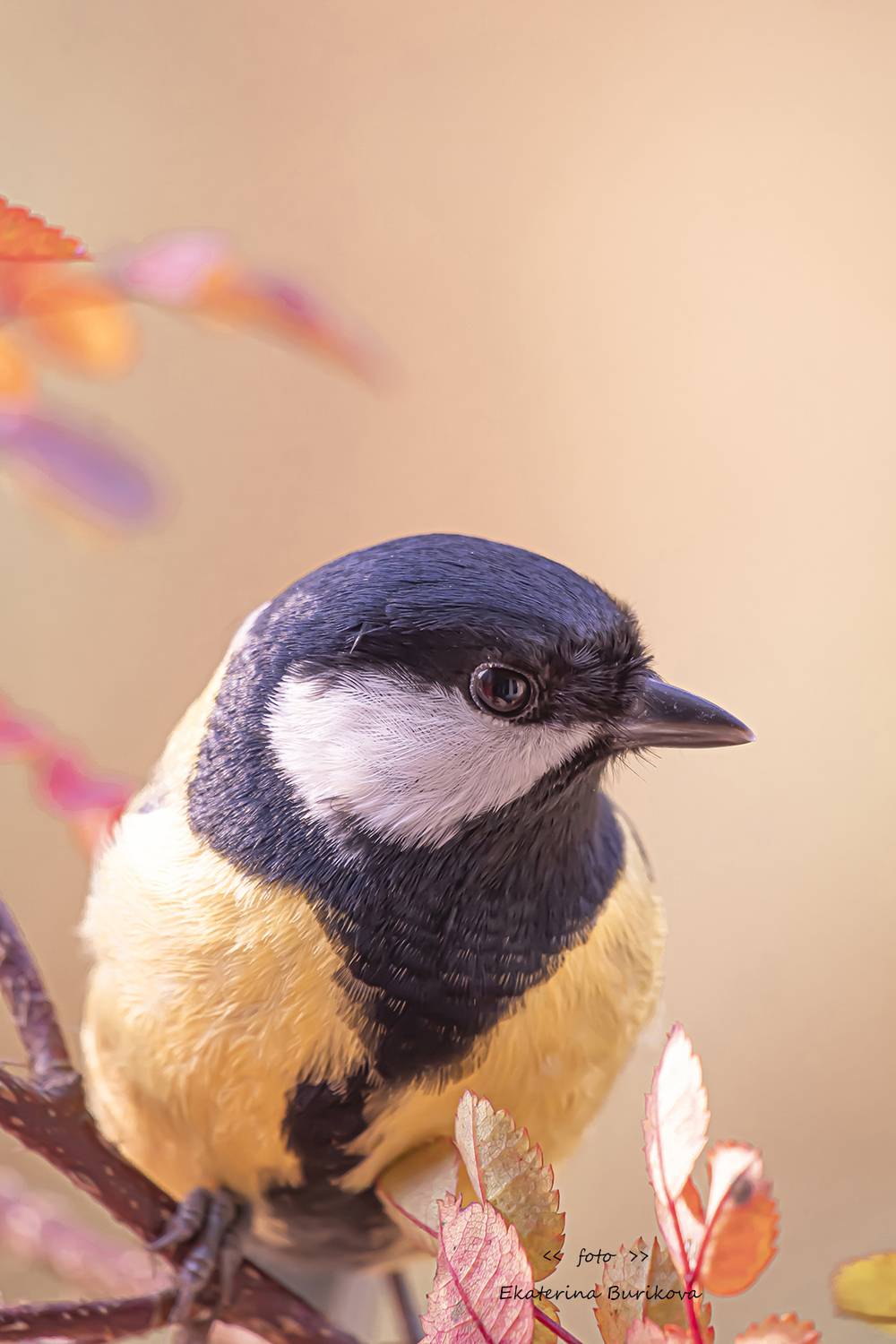 синица , фото синицы., Бурикова Екатерина