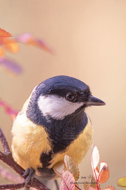 фото превью