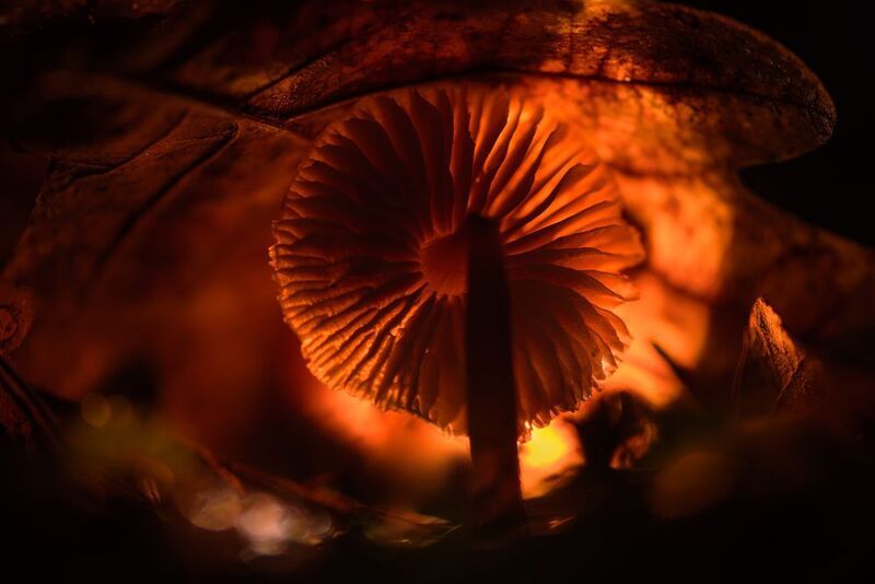 оранжевый, свет, осень, гриб, осенний лист Мир под осенним листом фото превью