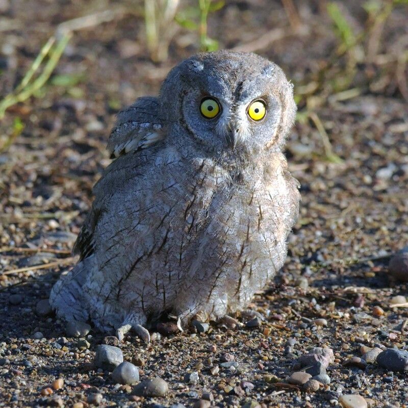 Лайфер фото превью