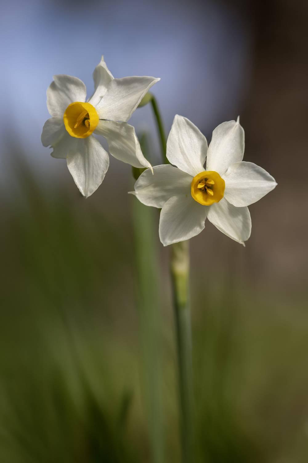 macro, flowers, plants, nature, spring, red, grass, Nikolay Tatarchuk