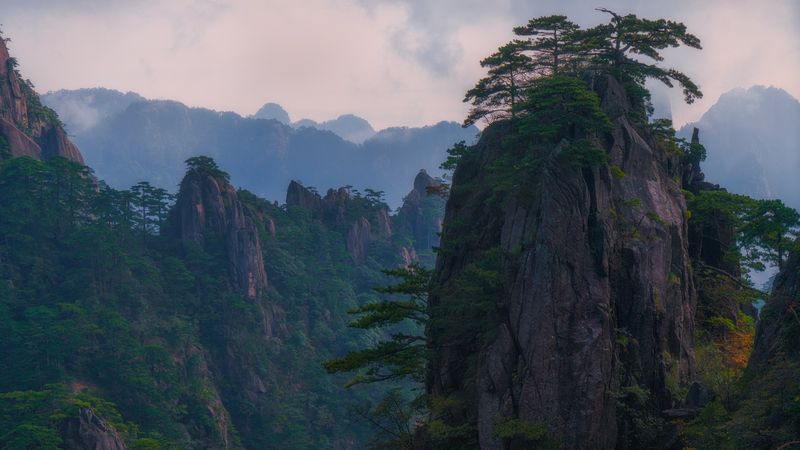 Сосны фото превью