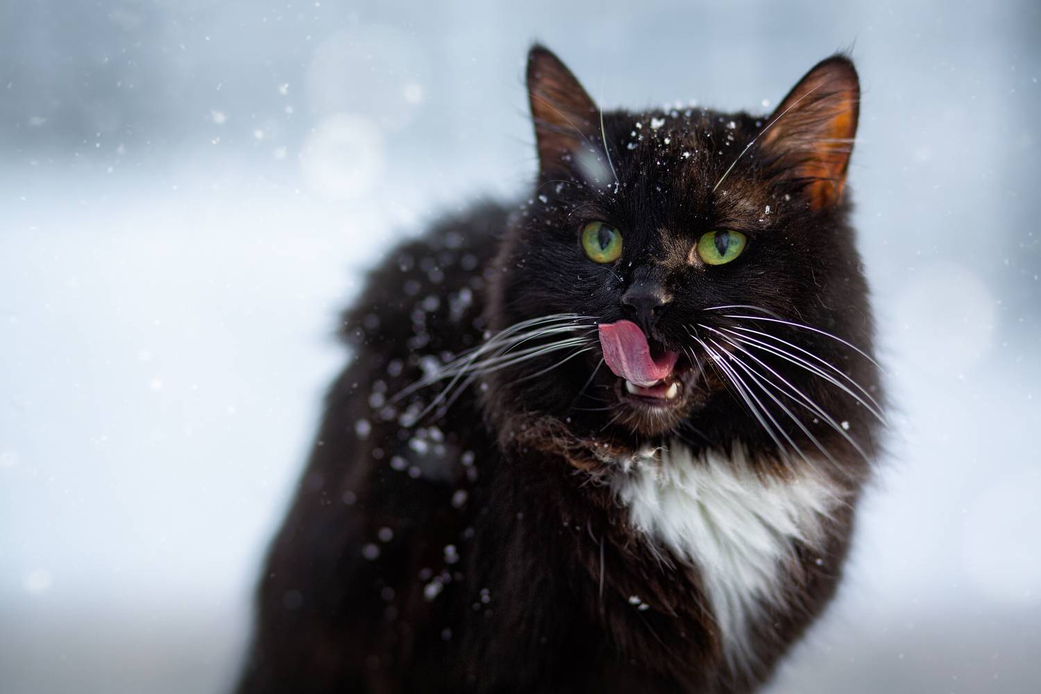 , Рязанцева Анастасия