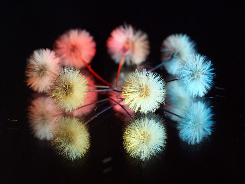 Хоровод. фото превью