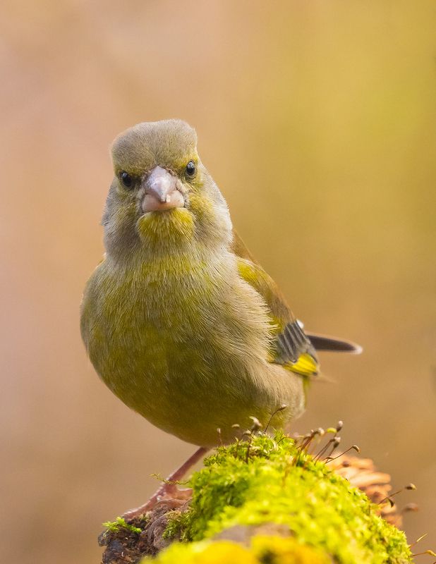 Chloris chloris фото превью