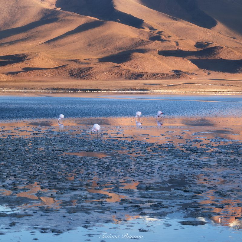 Царство Фламинго фото превью