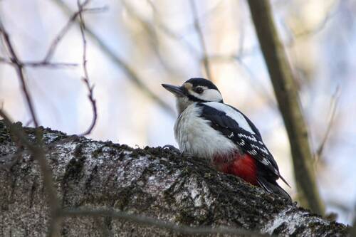 Большой пёстрый дятел