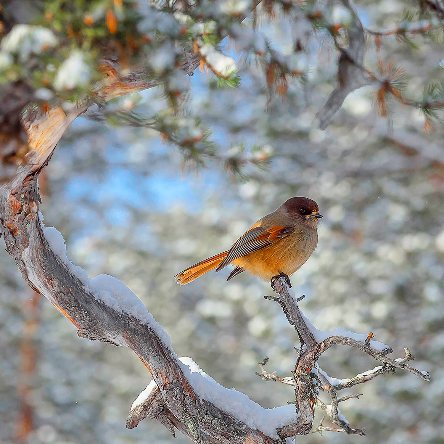 птицы, Ермохина Наталья