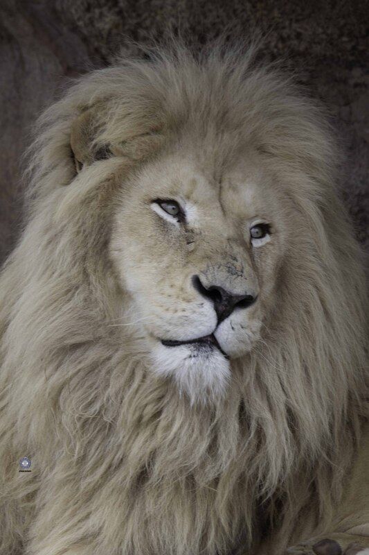 White lion фото превью