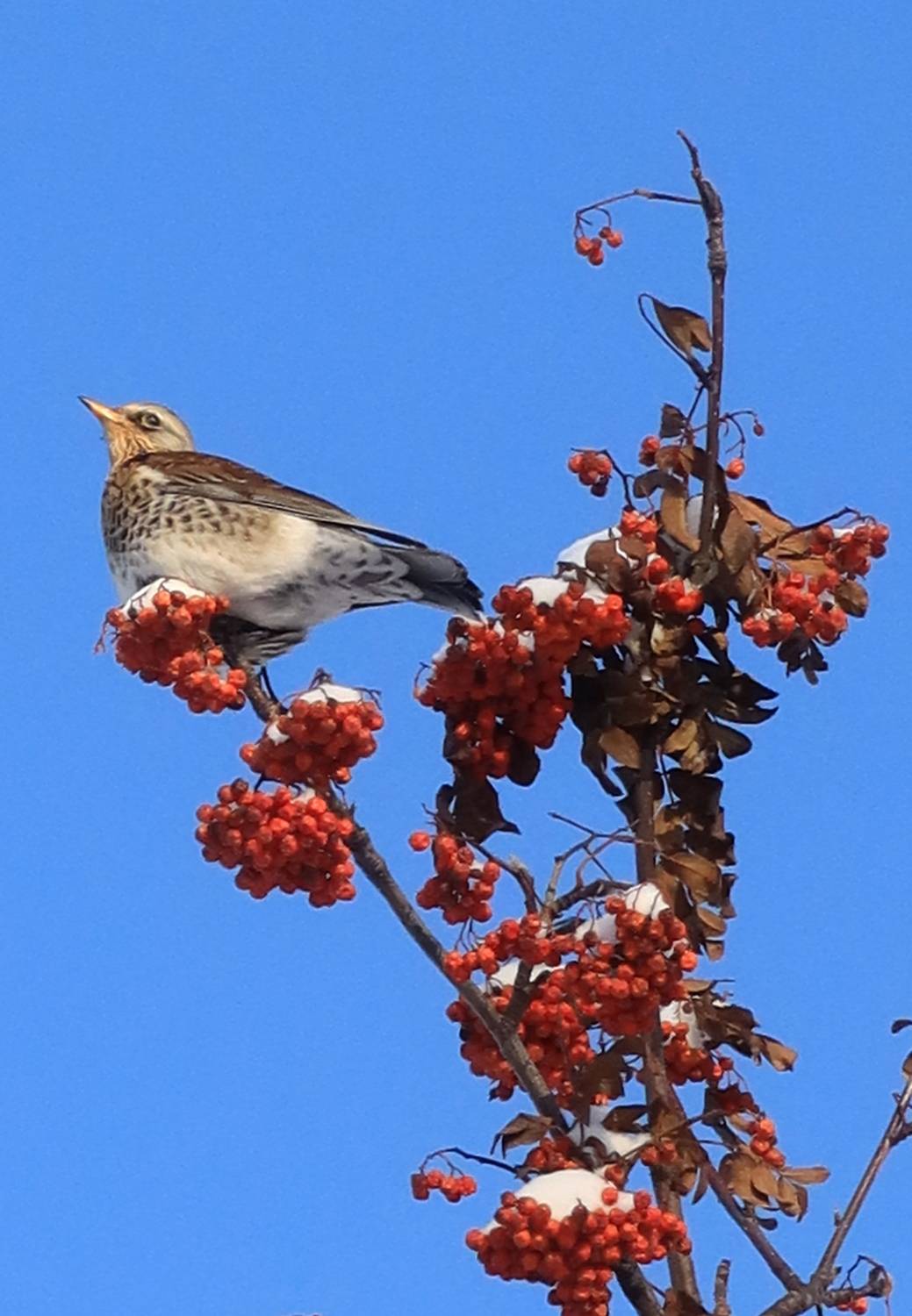 птицы,дрозд,рябина, Козлова Галина