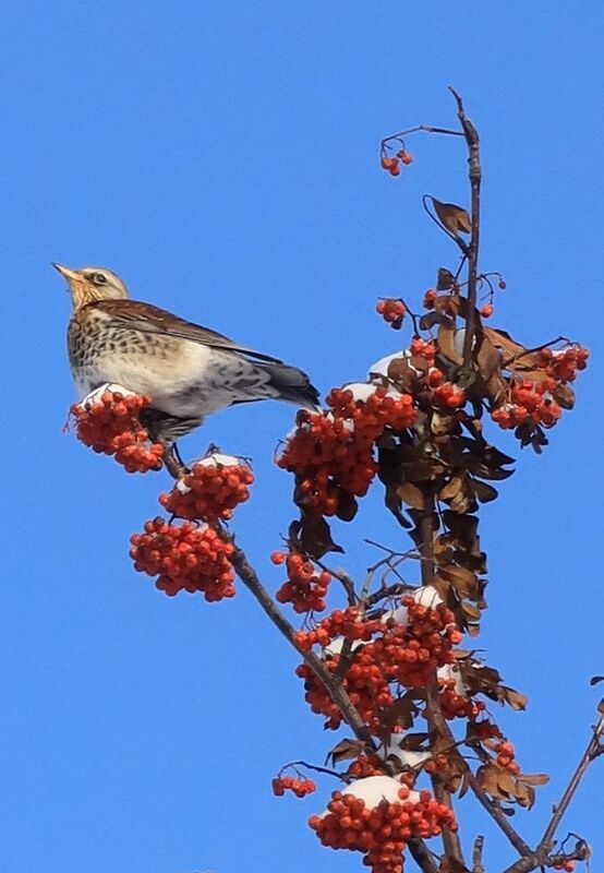 Дрозд рябинник фото превью