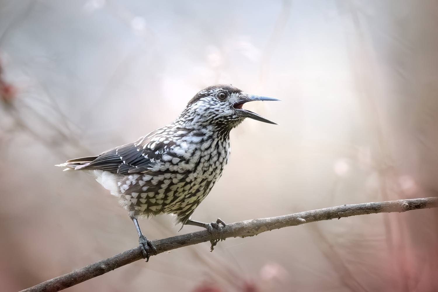 птицы, осень, природа, кедровка, фотоохота, природа, лес, birds, birdwatching, wildlife, nutcracker, Михаил Ездаков