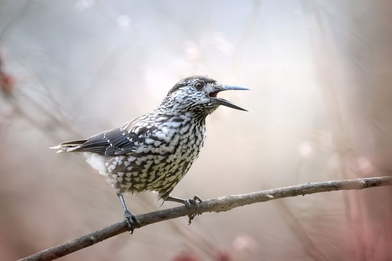 птицы, осень, природа, кедровка, фотоохота, природа, лес, birds, birdwatching, wildlife, nutcracker Кедровка в осеннем лесу фото превью