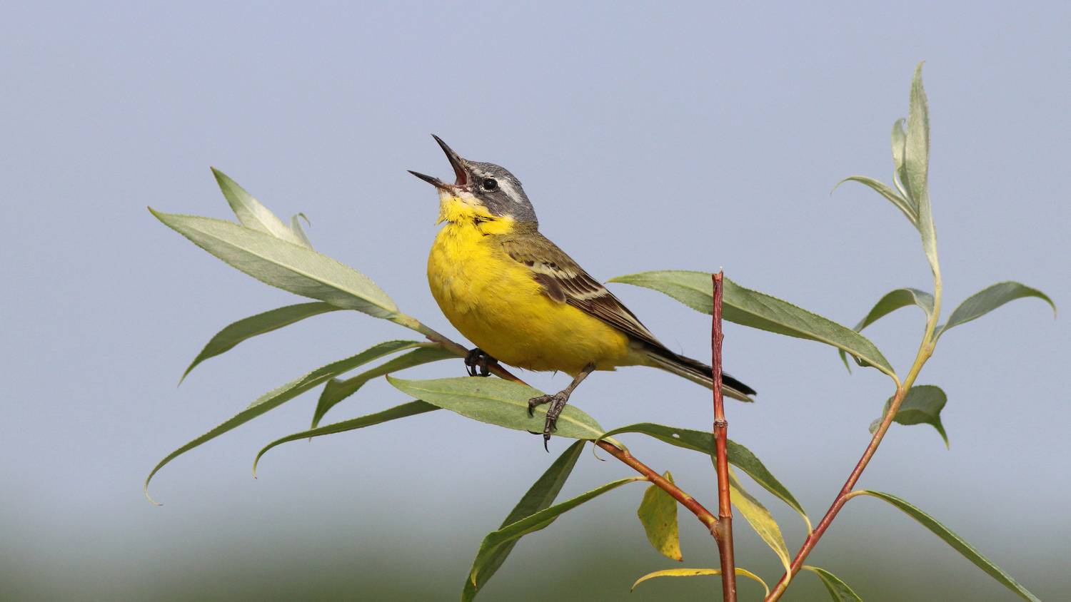 жёлтая трясогузка, трясогузка, motacilla flava, yellow wagtail, wagtail, Бондаренко Георгий