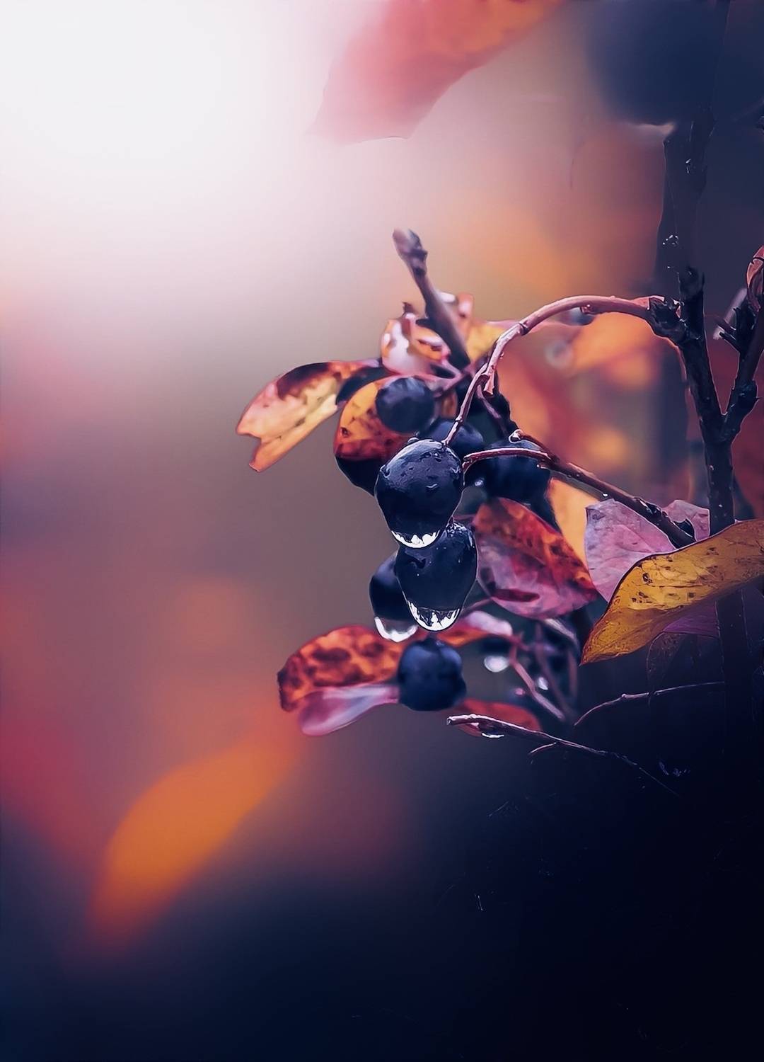 макро, macro, Julia Kaissa