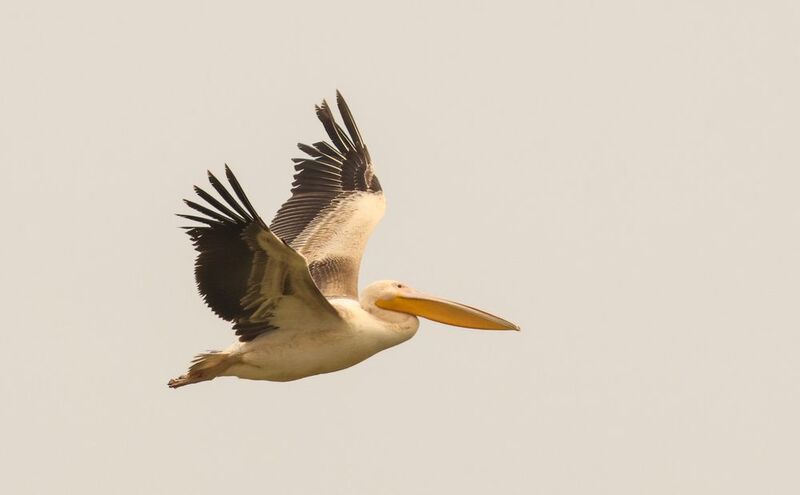 Розовый Пеликан.. фото превью