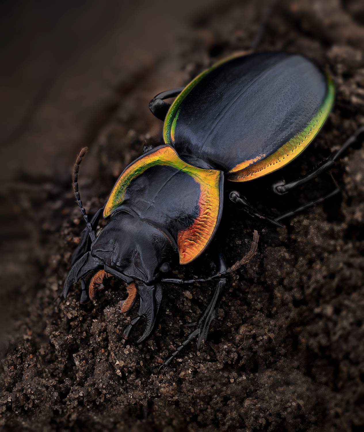 coleoptera, carabidae, mouhotia batesi, жужелица, Kavaliauskas Eugenijus