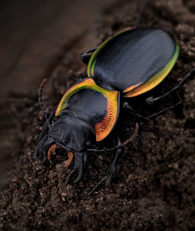 coleoptera, carabidae, mouhotia batesi, жужелица Жужелица фото превью