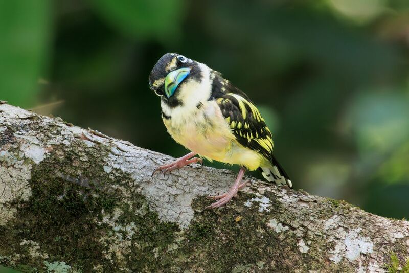 черно-желтый рогоклюв, птицы, борнео, малазия, фотоохота Angry Birds фото превью