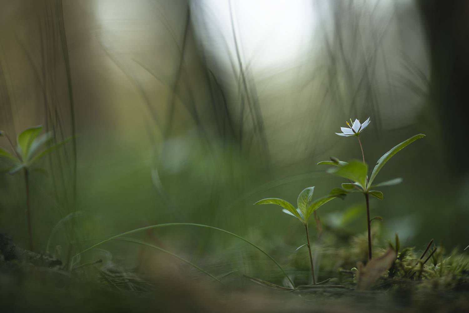 седмичник, цветок, свет, цвет, утро, геннадий мещеряков,  nikon d 850,  carl zeiss makro-planar t* 100mm f/2 zf.2, Мещеряков Геннадий