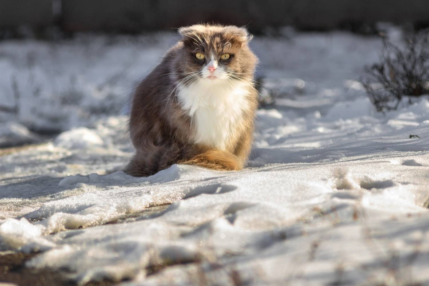 сибиряк, Александр Канцур