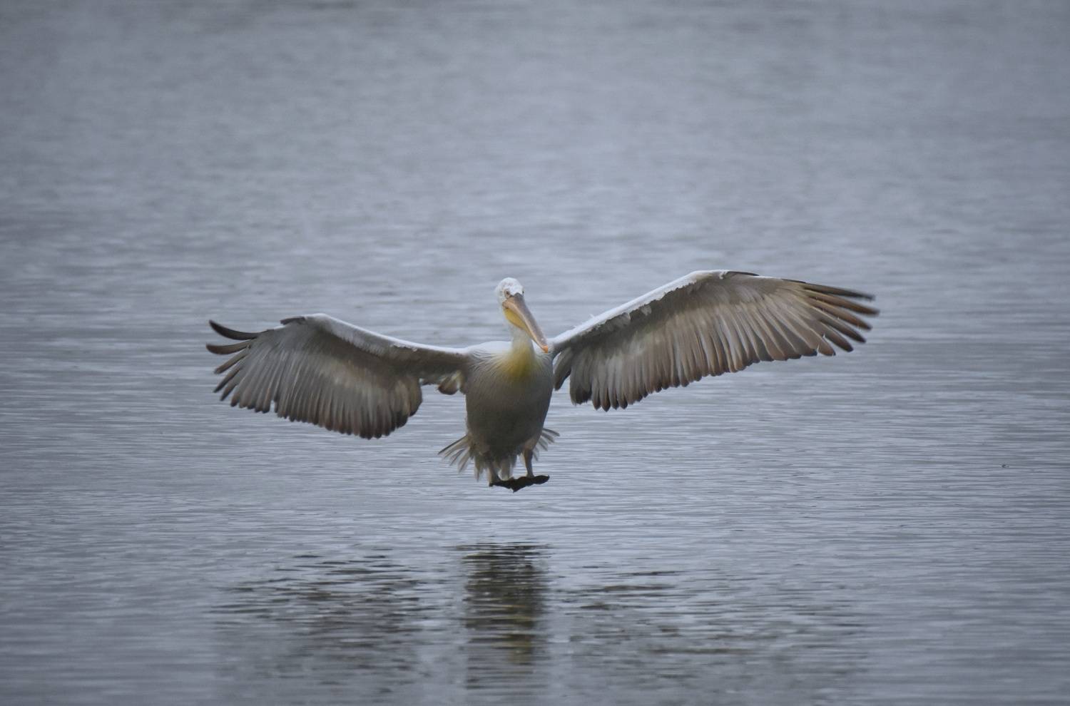 , Герчев Николай