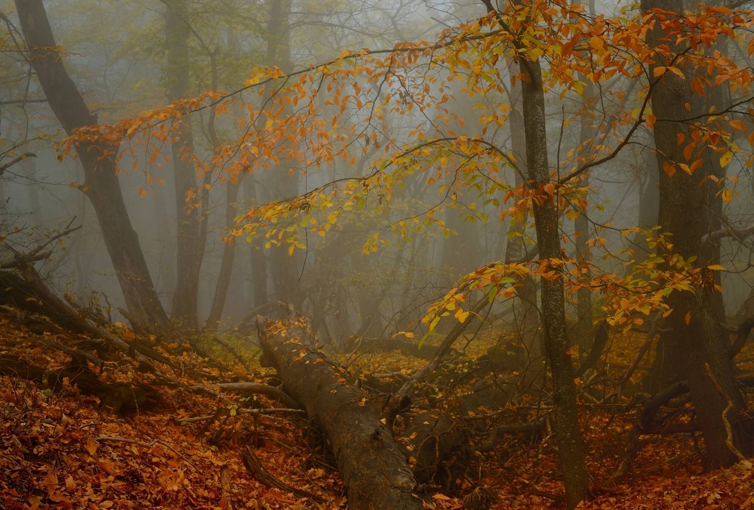 осень листва утро лес туман, Александр Жарников