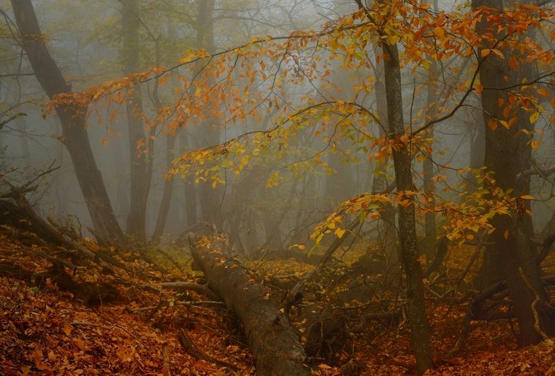 Осеннее утро в лесу фото превью