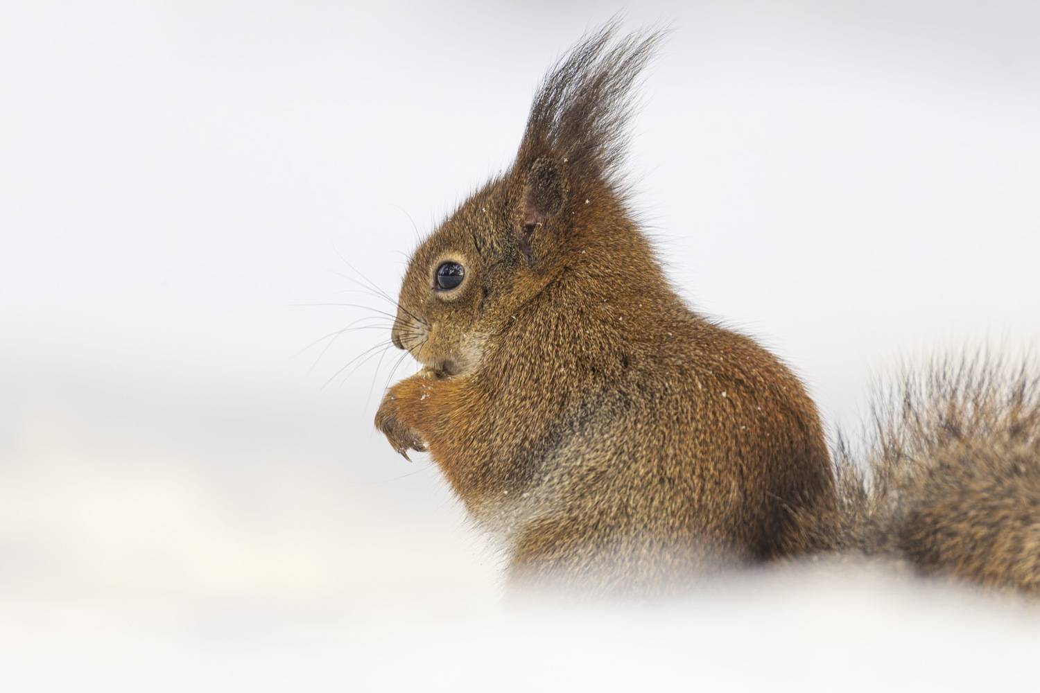 белка, белочка, зима, Ruslan Pl