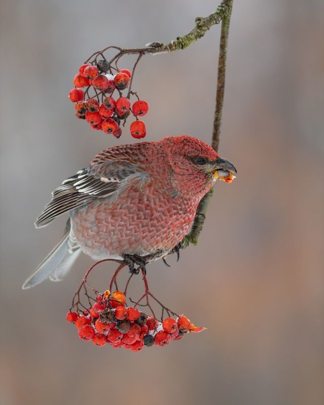 щур, рябина, птицы  фото превью