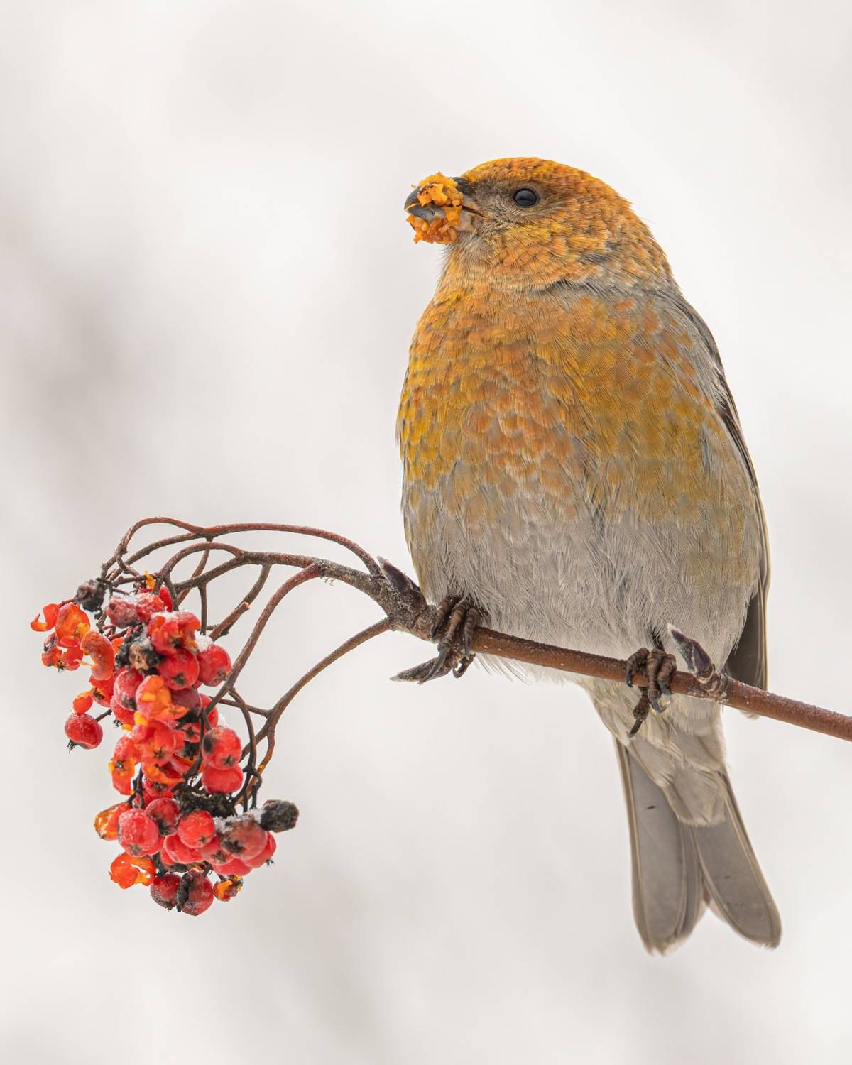 щур, рябина птицы, Ruslan Pl
