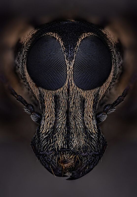 coleoptera, anthribidae Корсет фото превью