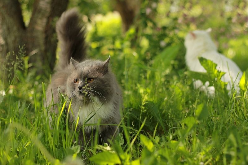 коты Когда в друзьях согласья нет фото превью