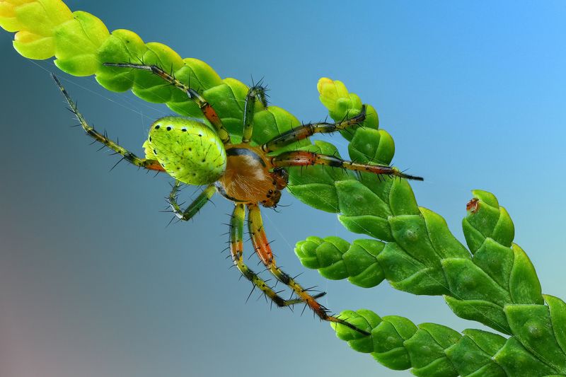 макро, природа, животное, растение, цвет, фото, голубой, паук, трава Красочный фото превью