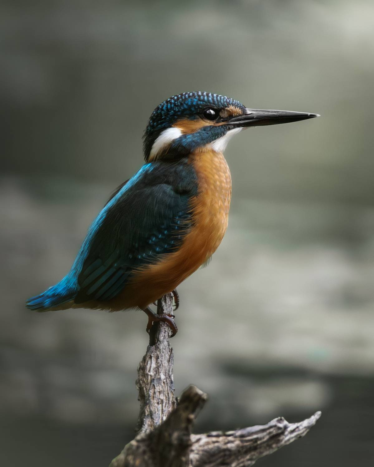 , Полина Шальнева