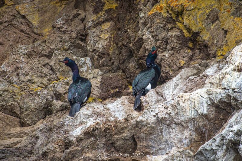 Краснолицые бакланы фото превью
