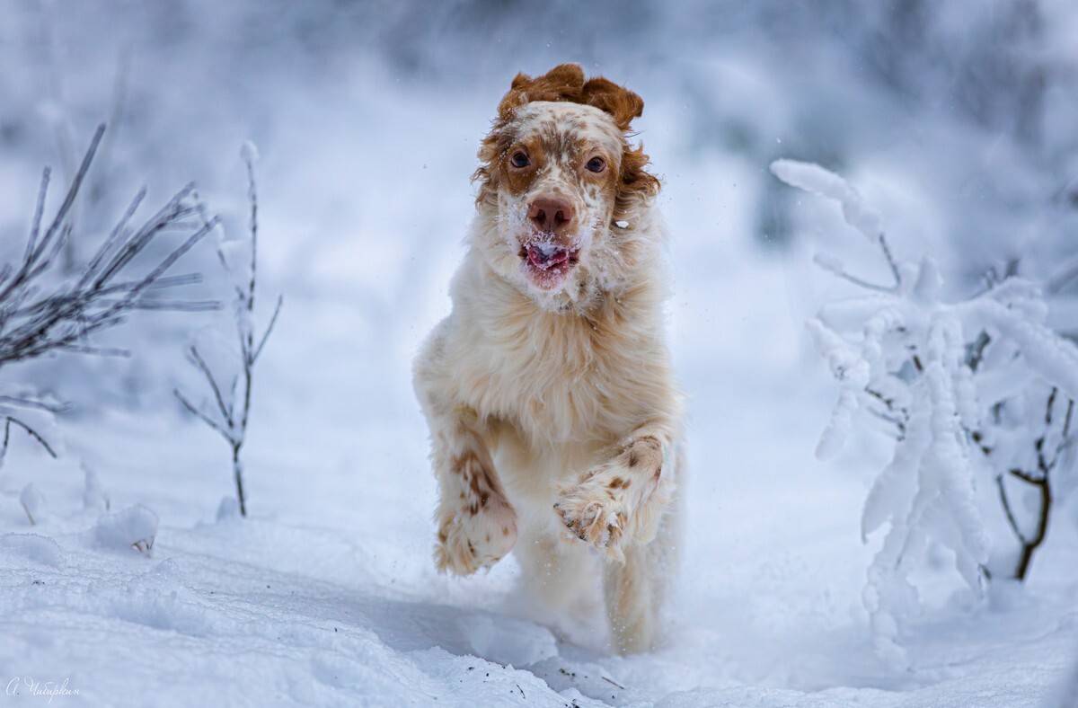 английский, сеттер, портрет, прогулка, зима, Чибиркин Александр