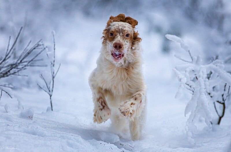 На прогулке с английским сеттером фото превью