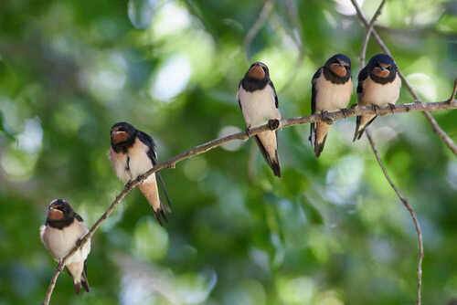 Молодые ласточки