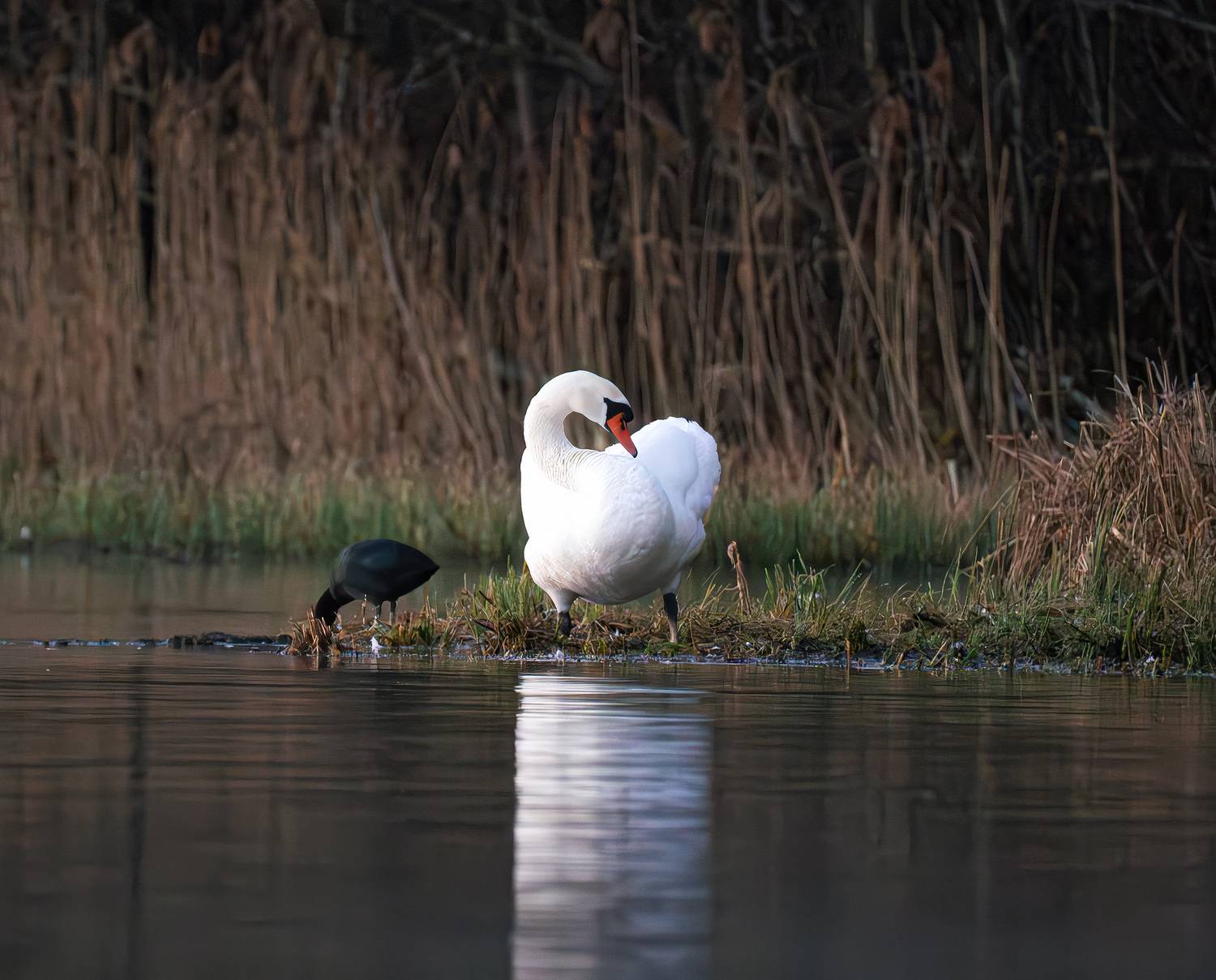Лебеди бёрдвотчинг фото весна, Ворожцова Марина