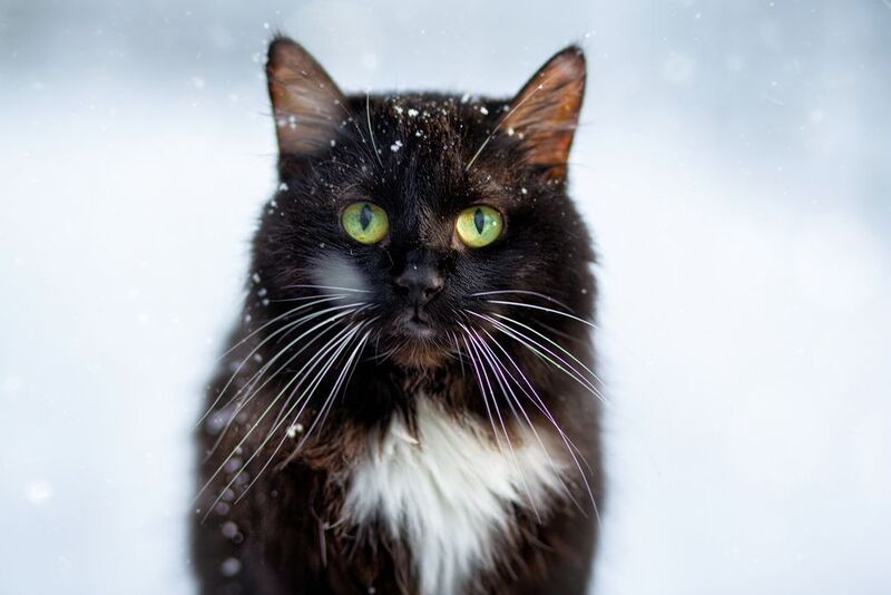 Коша Мася фото превью