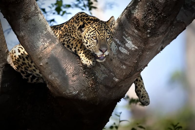 Ягуарные истории фото превью