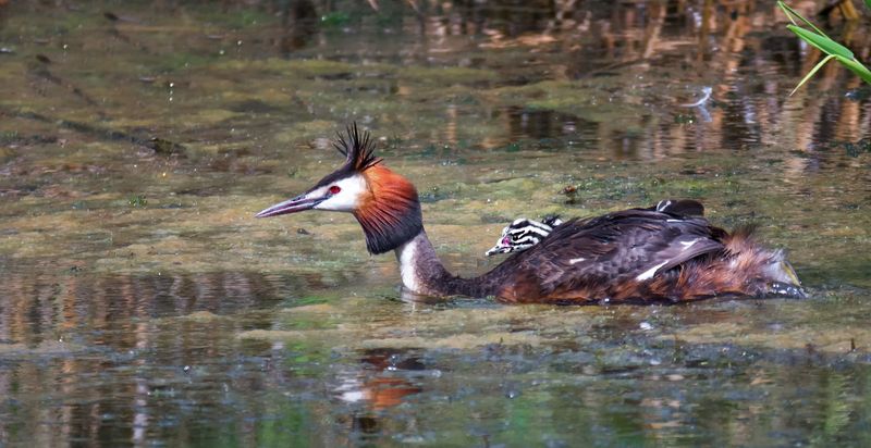 птица, чомга, потомство, Чомги с потомством. (3 ФОТО) фото превью