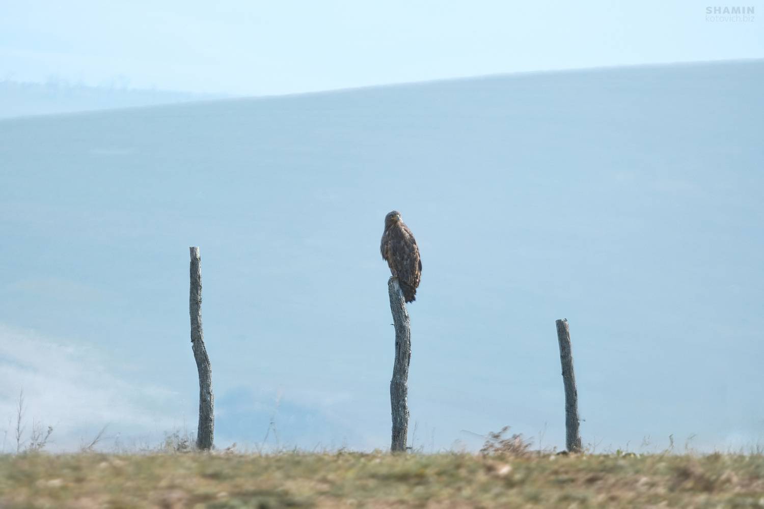 , Константин Шамин
